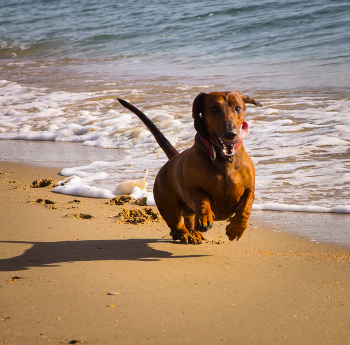 Радоваться / ***