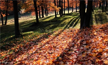 Тени октября / Тени октября в дубовом лесу