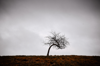 Наедине с ветром / ***