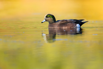 American wigeon (m) / American wigeon (m)
