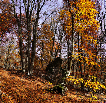 Осень в крымском лесу / Крым, Эльх-Кая