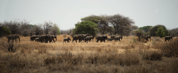Парк Тарангире, Танзания. / Тарангире славится своей большой популяцией слонов — самой большой в Танзании. Во время сухого сезона можно увидеть стада до 300 слонов, копающихся в явно сухом русле реки Тарангире в поисках подземных течений. Даже во время сезона дождей, когда другие обитатели Тарангире могут рассредоточиться по всей территории парка (площадью 20 000 квадратных километров), слонов легко увидеть благодаря их многочисленности.