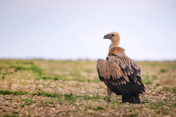 Белоголовый сип. / Белоголовый сип