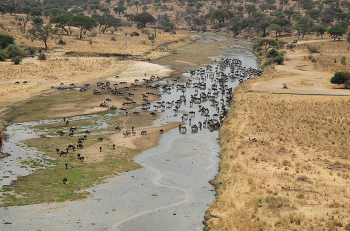 Река Тарангире в Танзании. / Река Тарангире — это река в северной Танзании, протекающая через одноимённый национальный парк. Она является ключевым источником воды для дикой природы в этом полузасушливом регионе, особенно в сухой сезон, и привлекает большое количество животных.