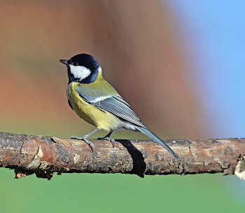 осень / осень, птицы