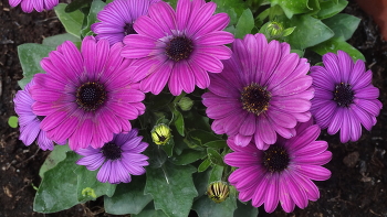 ЦВЕТЫ / ОДНОЛЕТНИЕ ЦВЕТЫ