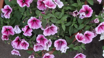 ПЕТУНИИ / ОДНОЛЕТНИЕ ЦВЕТЫ ПЕТУНИИ