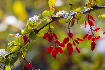Растаял первый снег... / ***