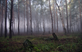 Сюжеты туманного леса / Сюжеты туманного леса