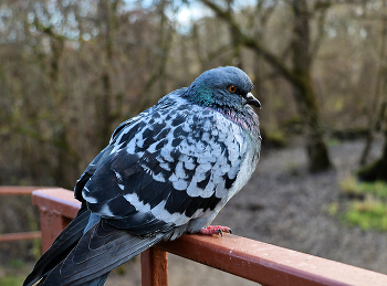 Задумался / ***