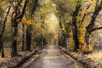 Осенние зарисовки... / Роща Баума
г. Алматы
