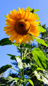 Солнечный брат / Подсолнух в саду