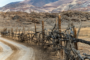 Изгородь / Мне понравился живой вид этой изгороди.
