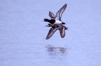 Mr. &amp; Mrs. Lesser scaup / Mr. &amp; Mrs. Lesser scaup