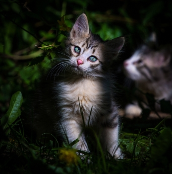 Солнечный / ***