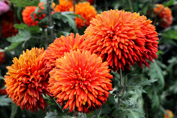 Хризантемы Крыма. / Ялта. Ботанический сад