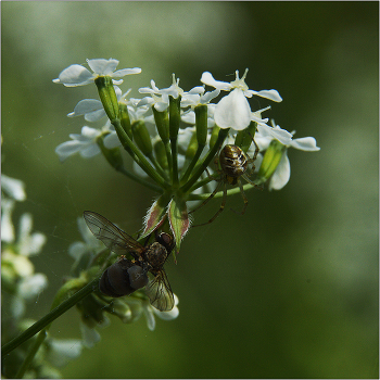 Недобрая встреча. / На момент съемки муха уже покинула наш бренный мир.