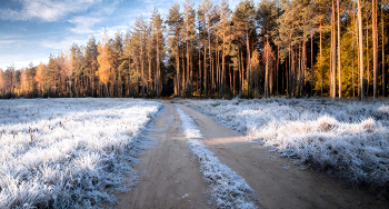 Иней на траве / Пейзаж Беларуси