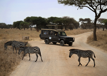 Полосатые пешеходы. / Танзания, парк Тарангире.
