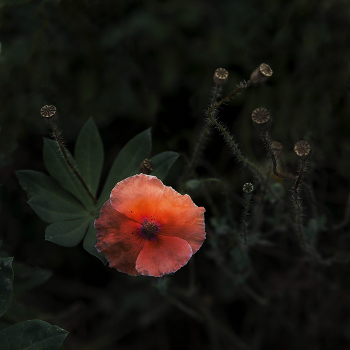 Аленькай цветочег / Как прекрасен этот мир (с)