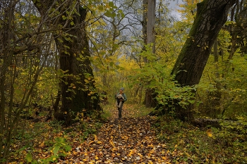 Осеннее утро / В лесу