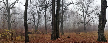 Дубовый лес / Дубовый лес