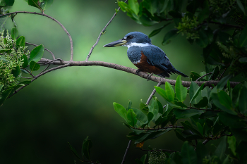 Ringed Kingfisher (m) / Ringed Kingfisher (m)