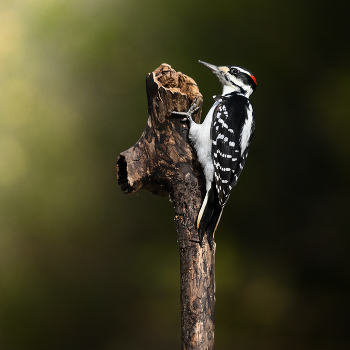 Hairy Woodpecker (m) / Hairy Woodpecker (m)