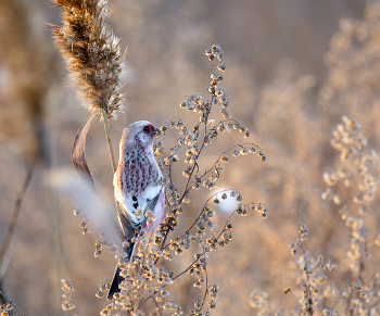 Урагус / самец.