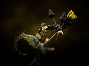 Последние цветы. / ***