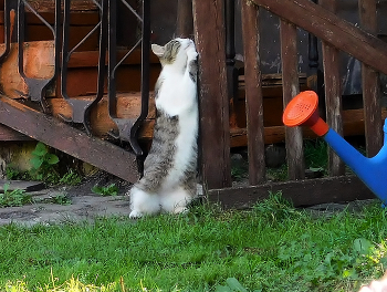 Утро начинается / &quot;Если хочешь быть здоров постарайся позабыть про докторов, водой холодной обливайся, если хочешь быть здоров&quot;