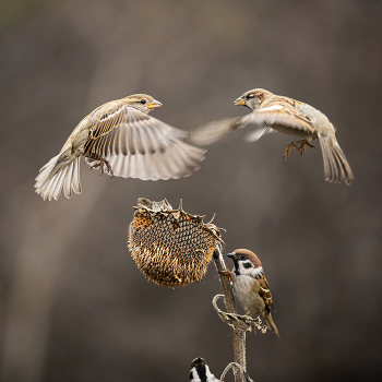 &nbsp; / Баталии воробьиные за пропитание