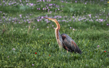 Охотница / Разные виды цапель зачастую охотятся на лугах, где тактика их действий весьма проста - неподвижно стоять и ожидать появления добычи в пределах досягаемости клюва. Это могут быть змеи, лягушки, жабы и даже крупные насекомые, но чаще всего это именно мыши. Вот и красавица рыжая цапля решила попытать удачи, мышкуя в густой луговой траве.