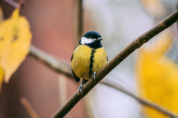 Синичка / Синица в парке Александрино