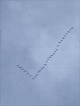 Жизнь вокруг / ***