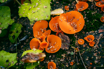 Алеврия оранжевая / Полянка с грибами