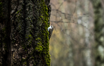 Обыкновенная пищуха / Обыкновенная пищуха на дереве