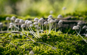 Гриб навозник рассеянный / Полянка с грибами