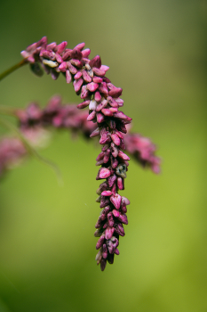 Цветение растения горец почечуйный / Горец почечуйный