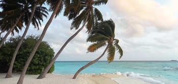 Пальмы восторгаются морем / Пальмы восторгаются морем