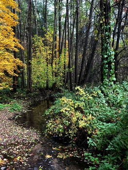 река Никольская Канава (Московская область) / ***