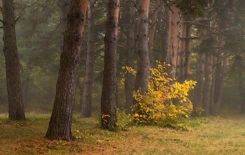 Туманное утро / Сосновая аллея