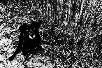 Жизнь вокруг / ***