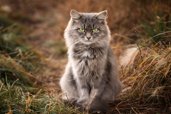 &quot;Bad girl&quot; / Дворовая кошка.