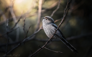 ...и уж зима не за горами / Длиннохвостая синица (кавказский подвид).
