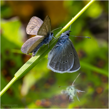 Третий лишний. / подсмотрено в травах...