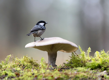 Картинка из леса / ***