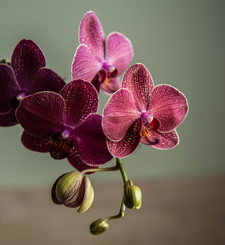 орхидея -Orchidaceae / цветок