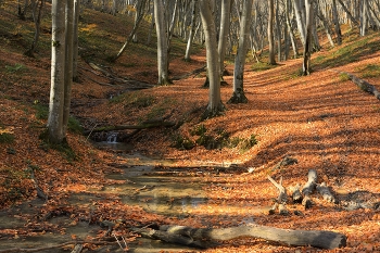 Ручей в лесу / Осеннее утро