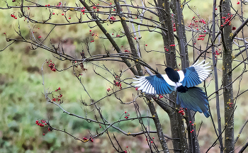 Сорока и рябина. / ***